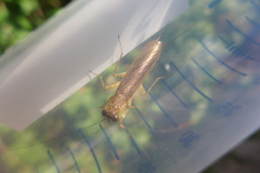 Chaeteessa