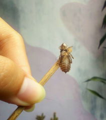 Crocothemis servilia