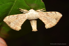 Bombycinae