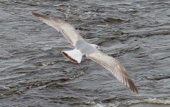 Larus canus canus