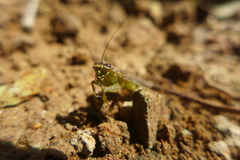 Chaeteessa