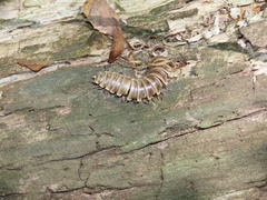 Arthrophaga myriapodina