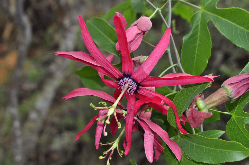 Passiflora trintae