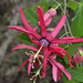 Passiflora trintae - Photo (c) Marcelo Leandro Brotto, μερικά δικαιώματα διατηρούνται (CC BY-NC-ND), uploaded by Marcelo Leandro Brotto