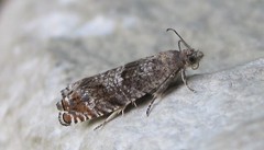 Epinotia solicitana