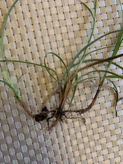 Carex flacca