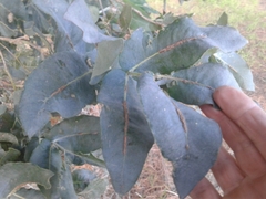 Eucalyptus nitens