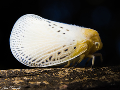 Poekilloptera phalaenoides