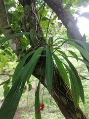 Anthurium gracile