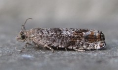 Epinotia solicitana