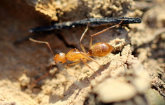 Camponotus cuneiscapus