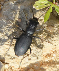 Dromochorus belfragei