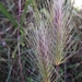 Mediterranean Barley - Photo (c) אריאל שמיר, some rights reserved (CC BY-NC), uploaded by אריאל שמיר