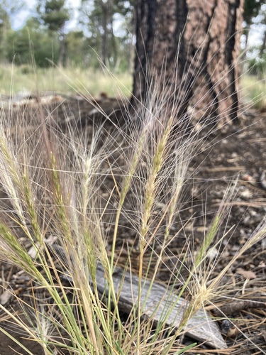 Elymus elymoides