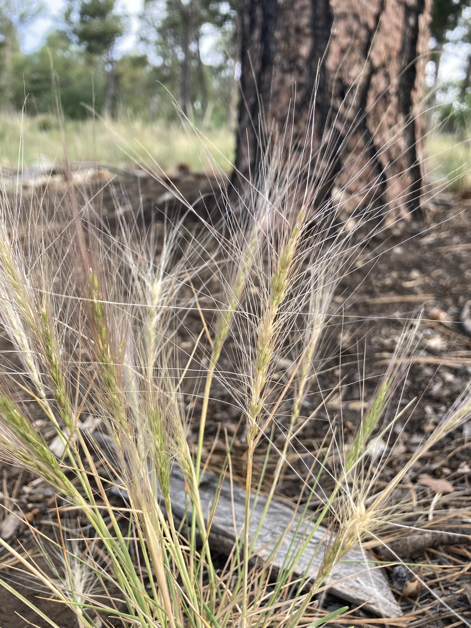 Elymus elymoides