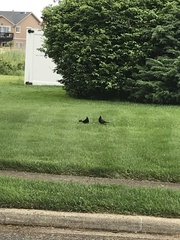 Quiscalus quiscula stonei