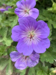 Geranium himalayense