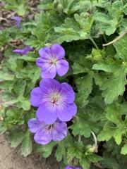 Geranium himalayense