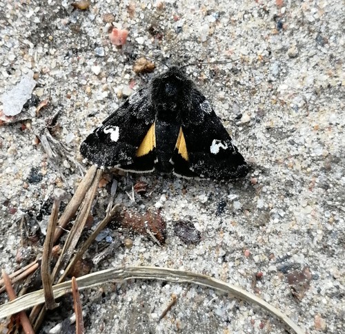 Small Dark Yellow Underwing