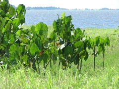 Montrichardia linifera