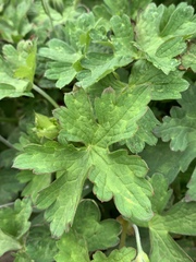 Geranium himalayense
