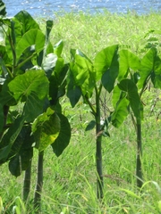 Montrichardia linifera