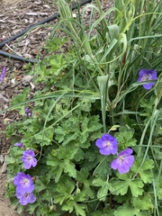 Geranium himalayense