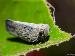 Bladina fowleri