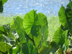 Montrichardia linifera