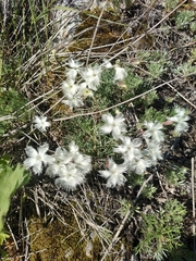 Dianthus acicularis