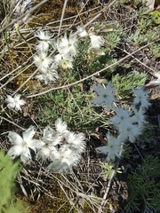 Dianthus acicularis