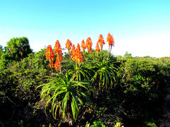 Aloe pluridens