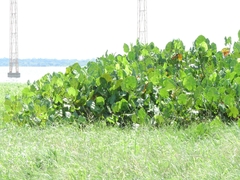 Montrichardia linifera