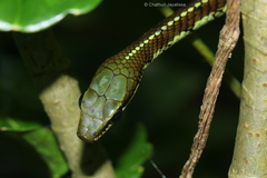 Dendrelaphis schokari