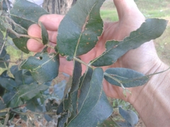 Eucalyptus nitens