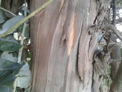 Eucalyptus nitens