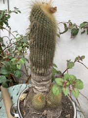 Parodia lenninghausii