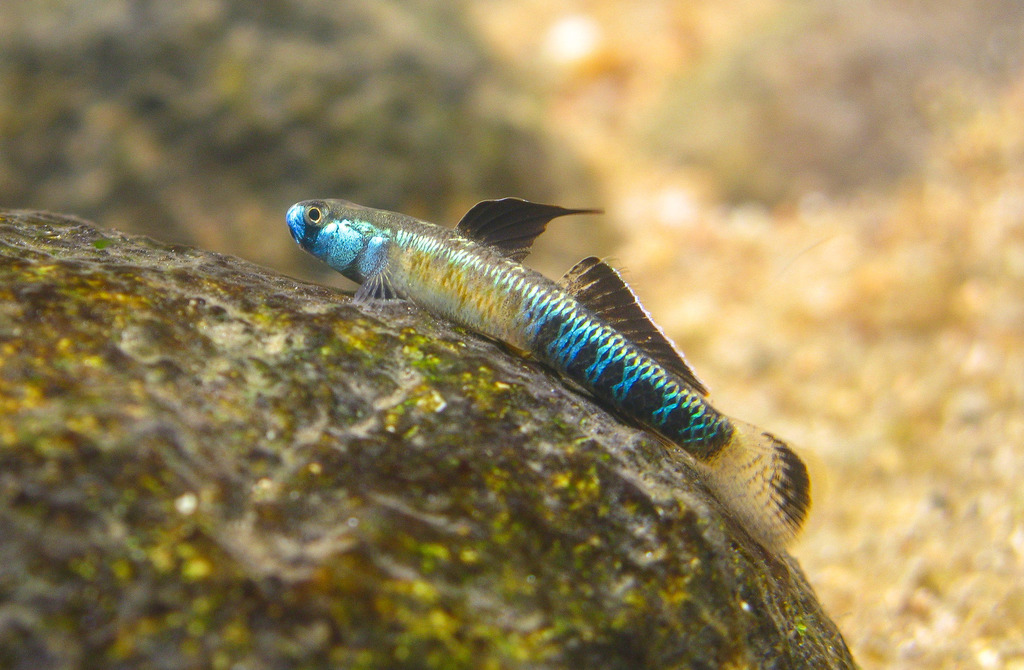 Gold Neon Goby
