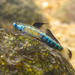 Gold Neon Goby - Photo (c) H.T.Cheng, some rights reserved (CC BY-NC), uploaded by H.T.Cheng