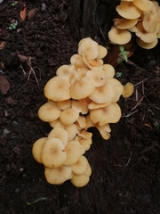 Tricholomopsis aurea