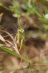 Chorthippus apicalis