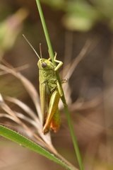 Chorthippus apicalis