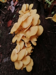 Tricholomopsis aurea