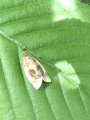 Clepsis melaleucanus