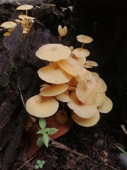 Tricholomopsis aurea