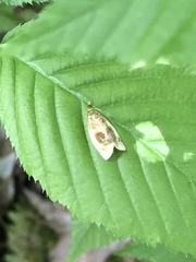 Clepsis melaleucanus