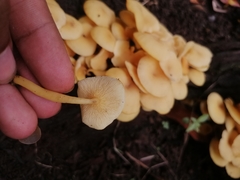 Tricholomopsis aurea