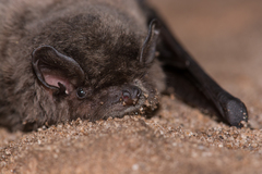 Miniopterus natalensis