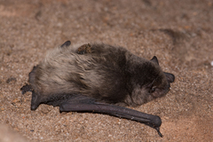 Miniopterus natalensis