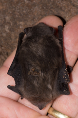 Miniopterus natalensis